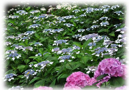 紫陽花４
