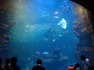 京都水族館の大水槽