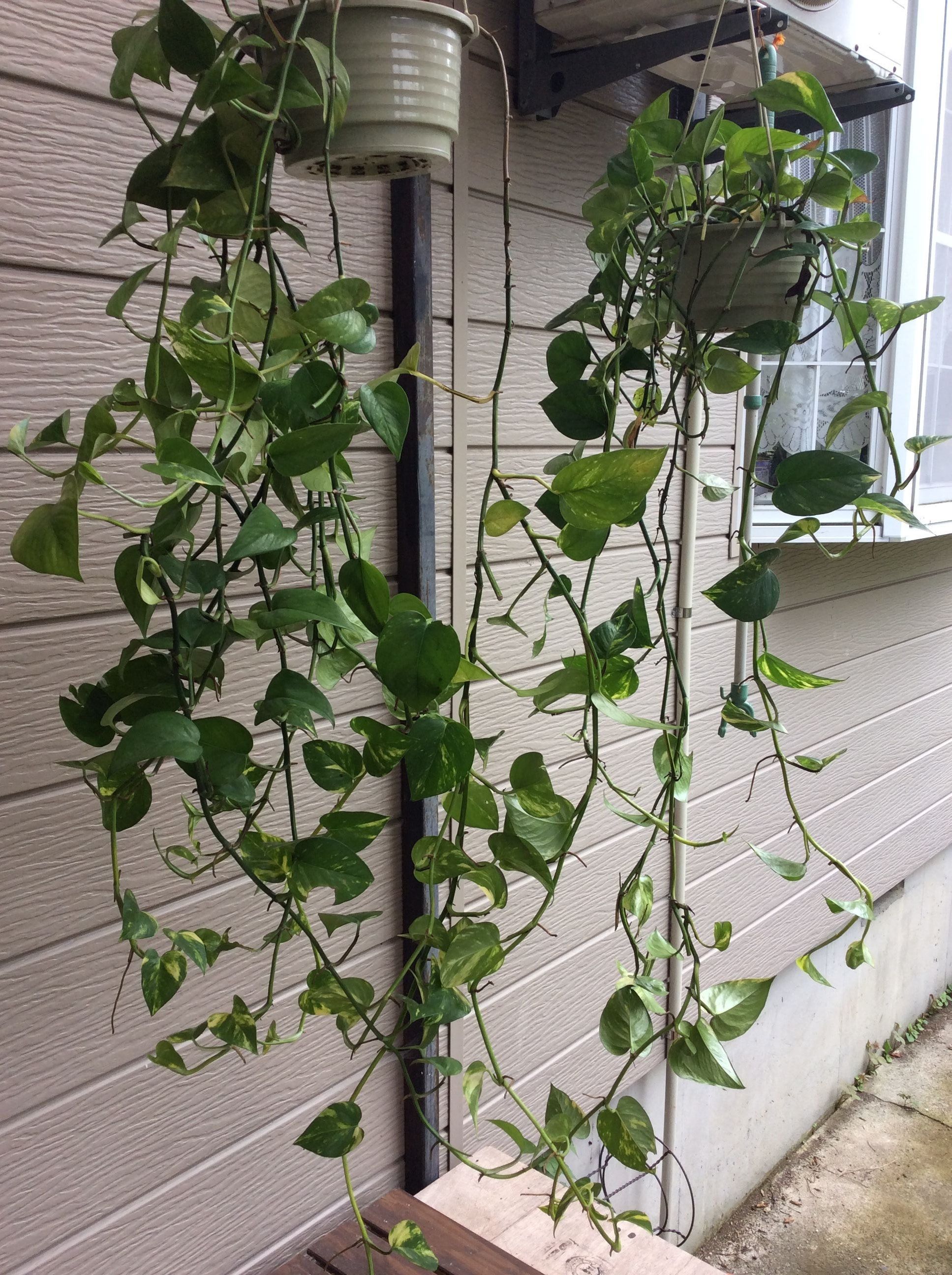 今から心配なんですよ 冬の事 緑風が漂う庭に 楽天ブログ