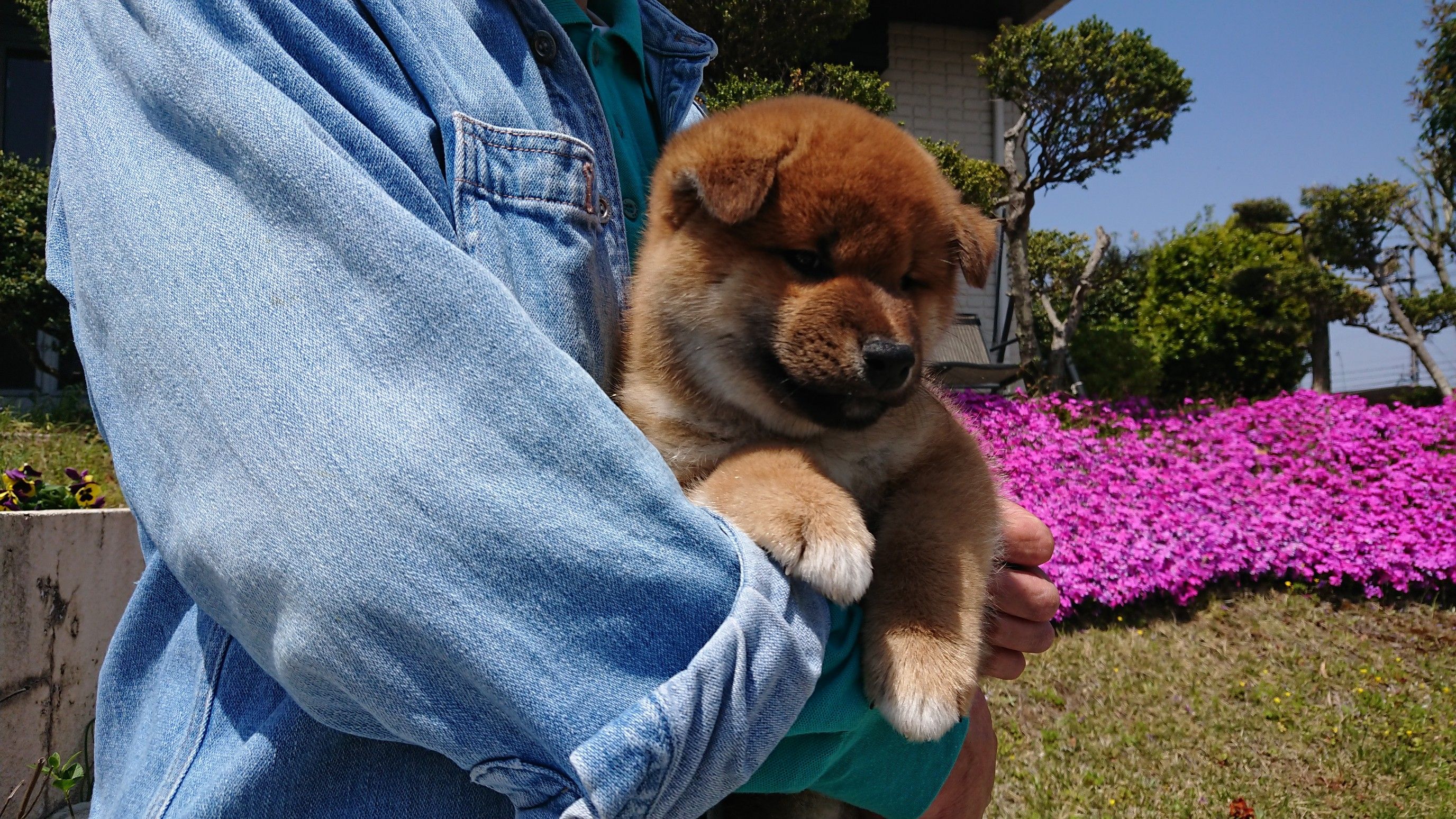 シャンプーとワクチン 柴犬 美濃乃里荘 楽天ブログ