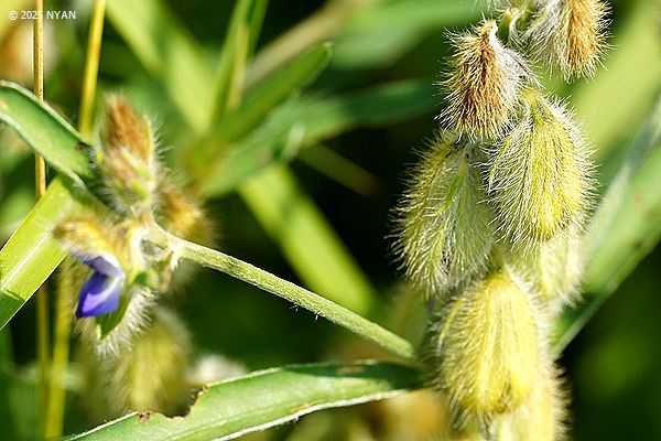 タヌキマメ（狸豆、マメ科）