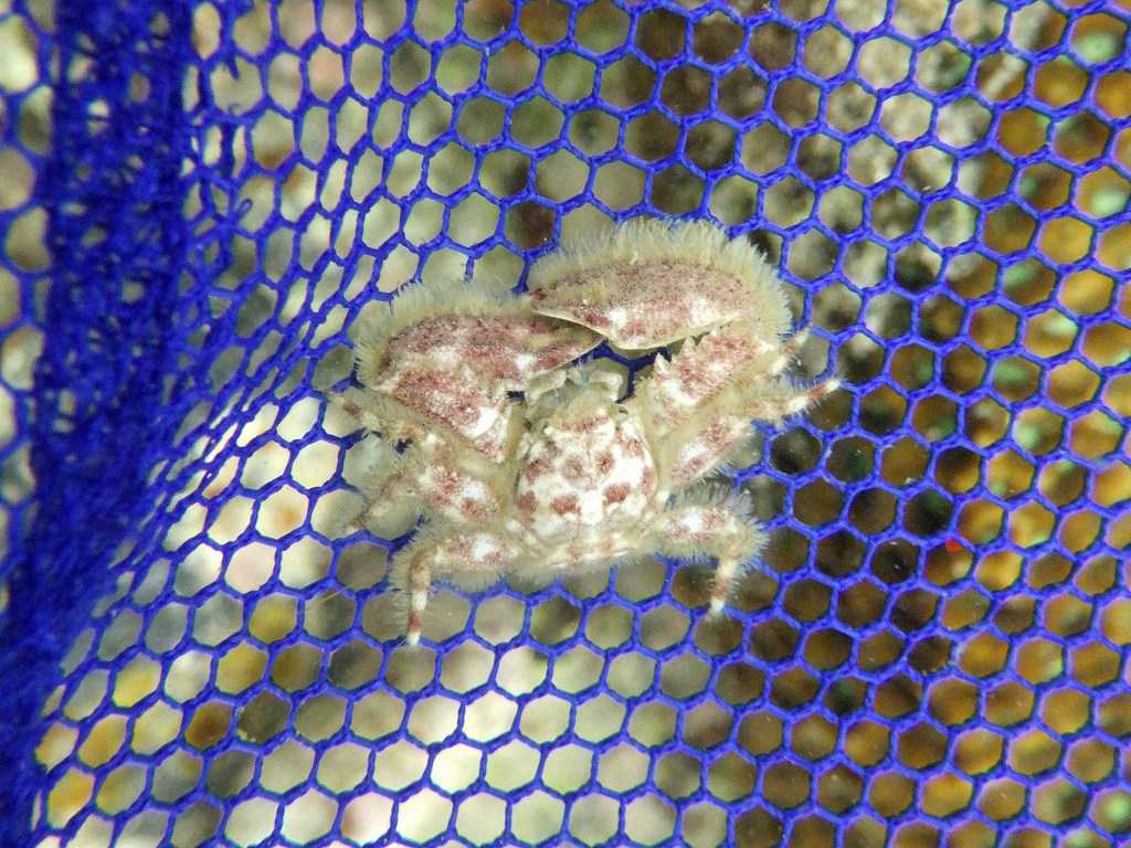 串本磯採集2023年7月上旬49　ケブカカニダマシ（Petrolisthes pubescens）