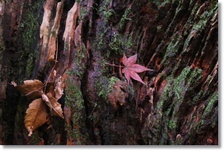白山比メ神社-5 古木に落ち葉 13.11.27