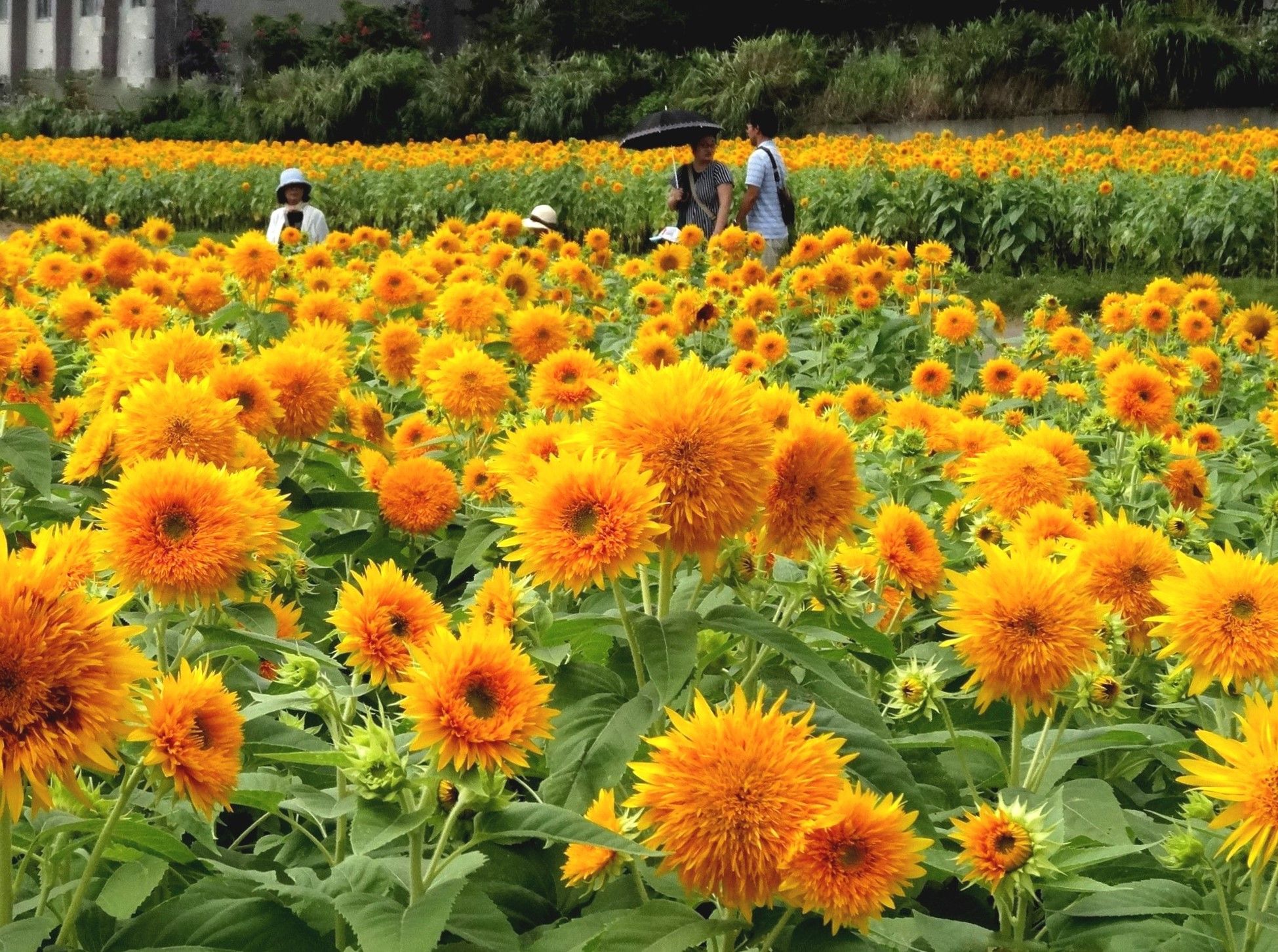 １００万本の ひまわり畑 茨城 明野 ２０１９年８月２９日 山と空が友だち ドローンで空撮 楽天ブログ