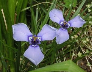 黄花カタクリの球根の掘り上げ のんびりガーデニング 楽天ブログ