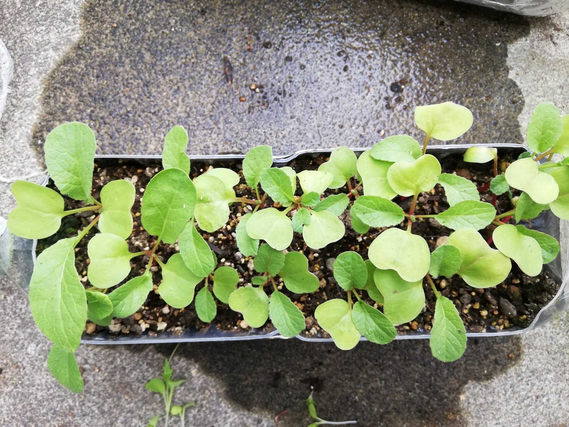 はつか大根が膨らまずに失敗 丸くならないのは きっと種蒔きの時期が悪いんだよ 牛乳パックと発泡スチロールで家庭菜園してみたら結構難しくて何回も失敗したけど結果から少しずつ学んでいくブログ 楽天ブログ