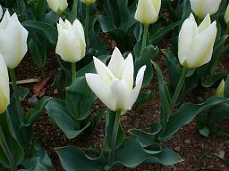 チューリップ祭り3