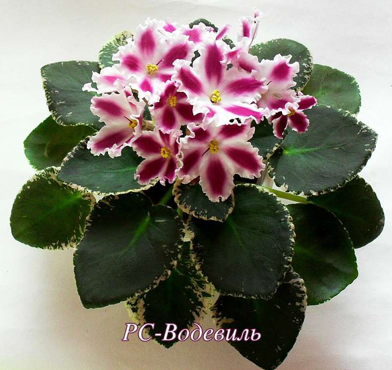 2019.6.3 Chimera Koleso Obozreniya／セントポーリア 縞花