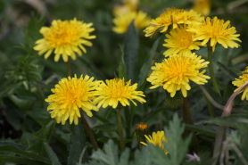 2015040425.JPG