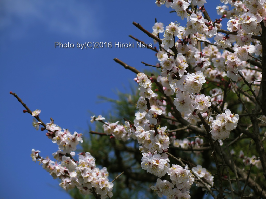 光景　sight0504 梅　ウメ　Japanese　apricot 春　spring