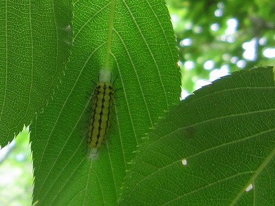 IMG_2143　イラガ.jpg