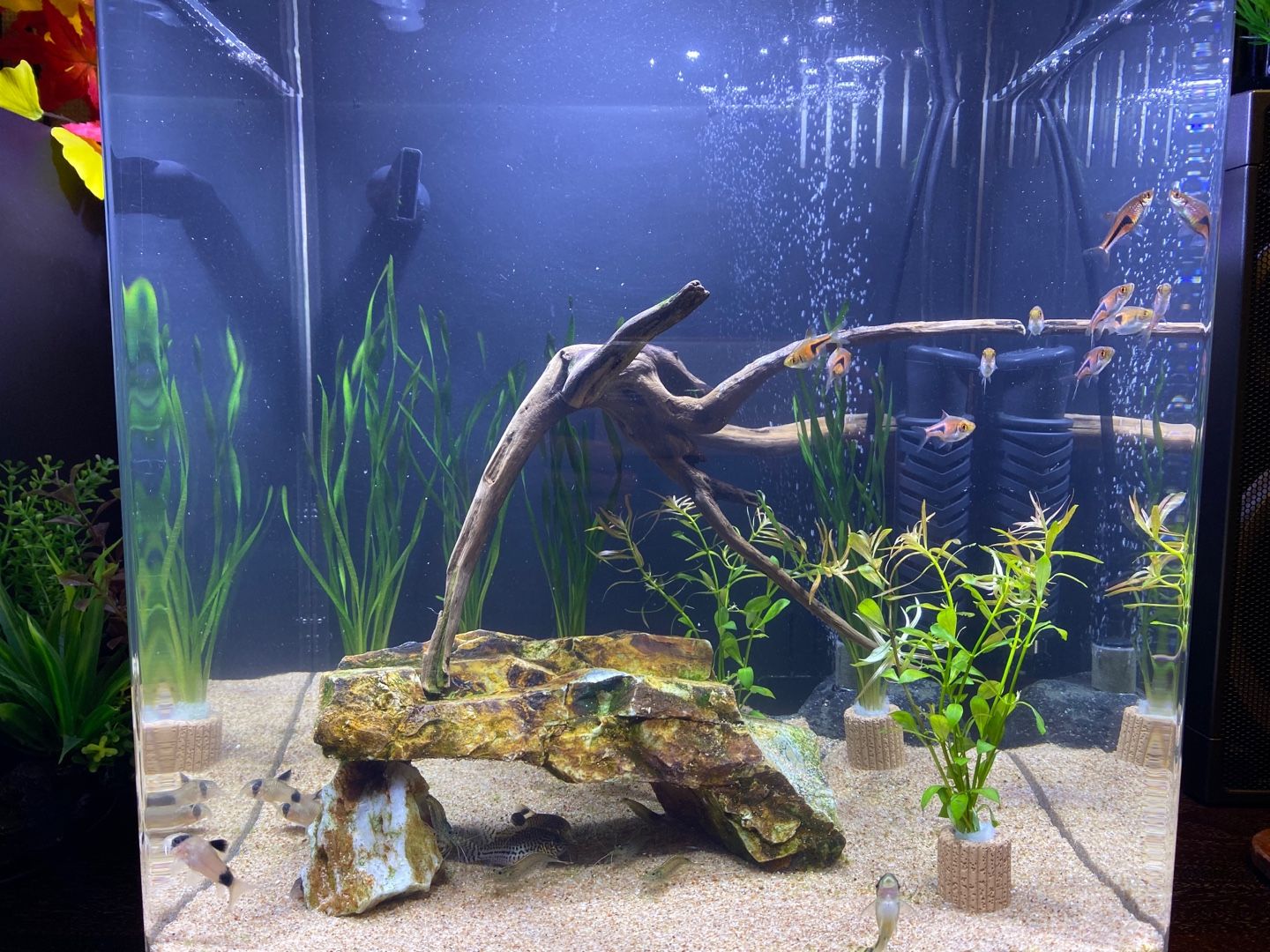 3ページ目の 背面濾過水槽 淡水 ありえないありえる水槽を作りたい ヲカマの日記 楽天ブログ