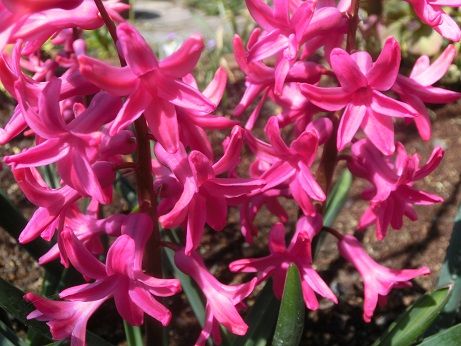 遅すぎたボケの花 赤いヒヤシンスの風景 静かな時が流れる 風の庭 楽天ブログ