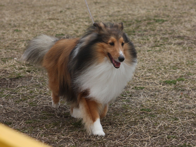 IMG_0854 - コピー.JPG