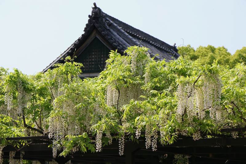 葛井寺_2.jpg