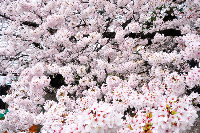 桜４