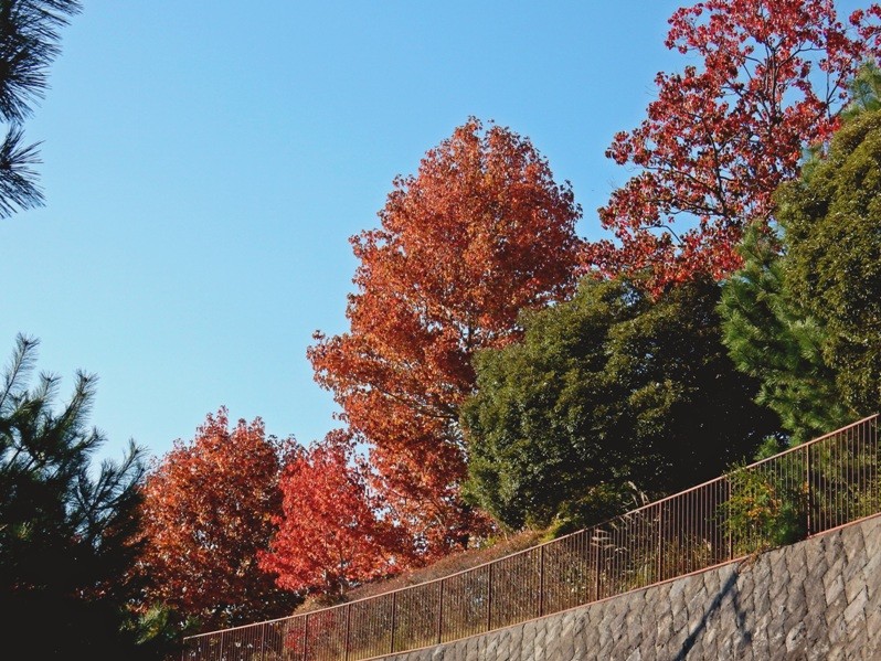 公園の紅葉1.JPG