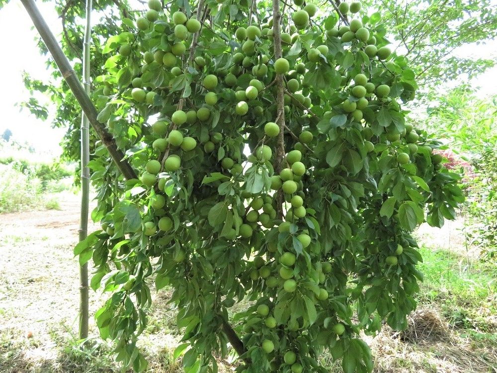 大分屋３さん別宅で豊後梅の収穫 ポポーの実 メダカ達 スイレン 大分金太郎の花鳥蝶月 楽天ブログ