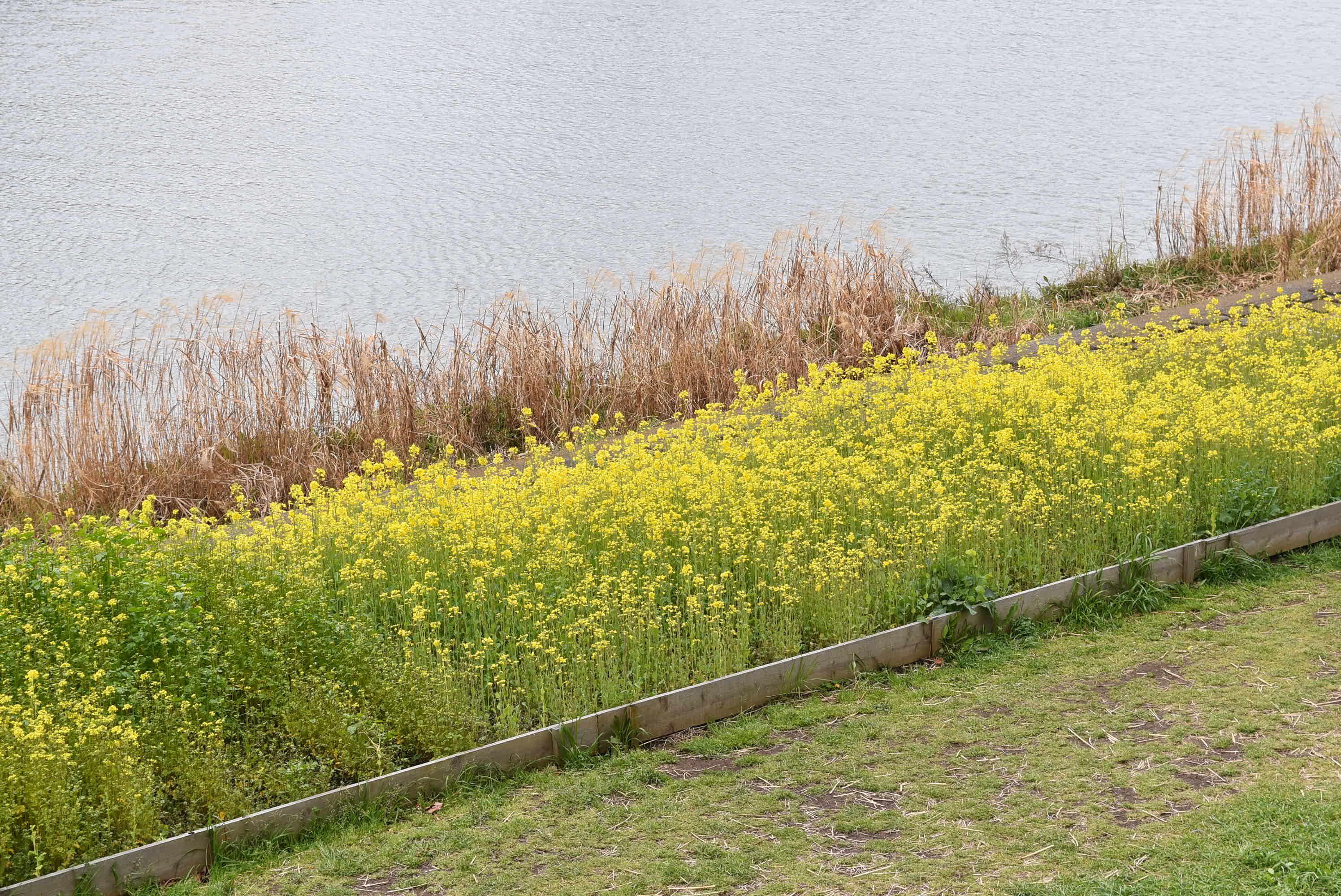 菜の花が沢山咲いています