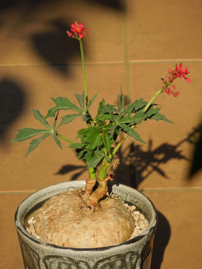 錦さんご5-22ｰ1