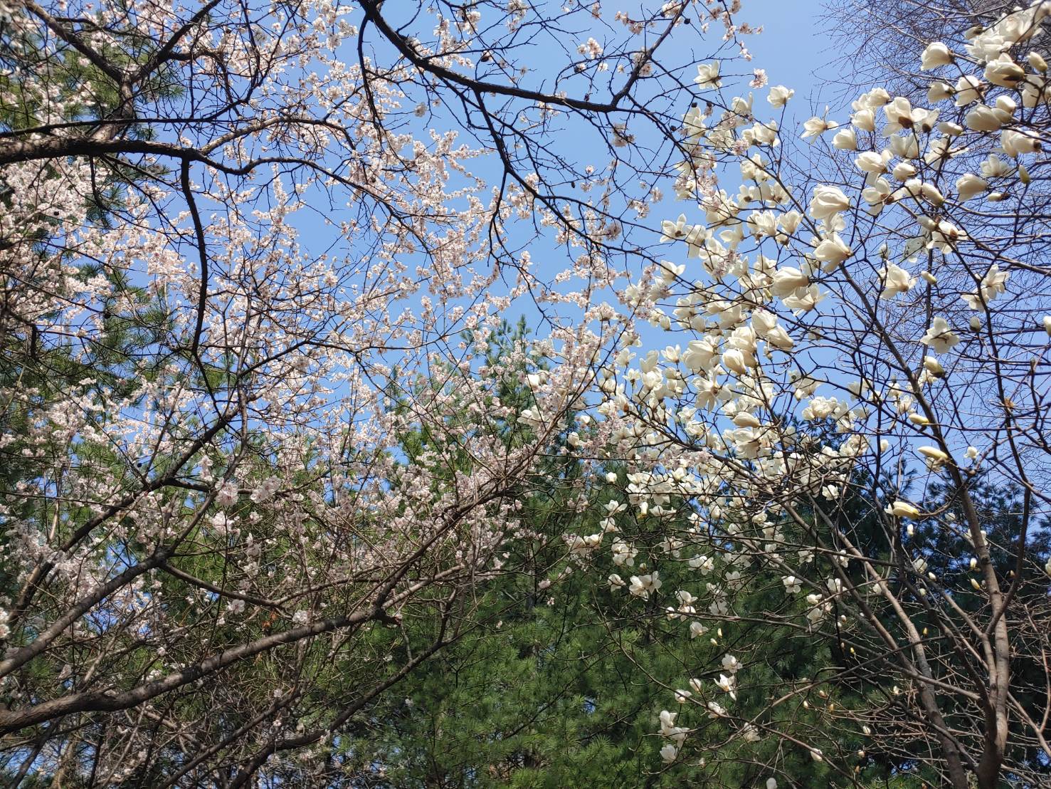 さくらとくるみ どなたもどうかお入りください。決してご遠慮はありません。山猫みーな軒 楽天ブログ