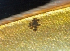 20130521寿の模様のカンパチ (2).jpg