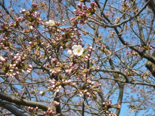 桜ちらほら