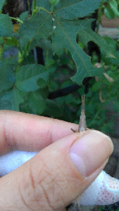 rblog-20131002084828-01.png