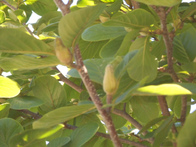 DSCN0542.JPG