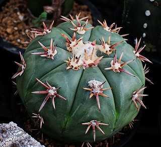 エキノカクタス・太平丸類の冬の様子 | ☆ガマンマの ニク・サボ栽培