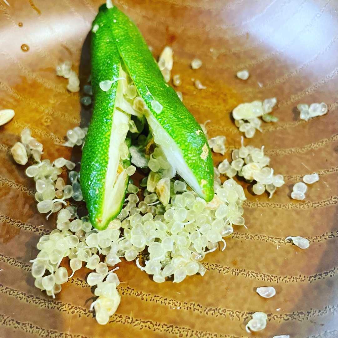 フィンガーライム これからの時代は熱帯果樹栽培 楽天ブログ