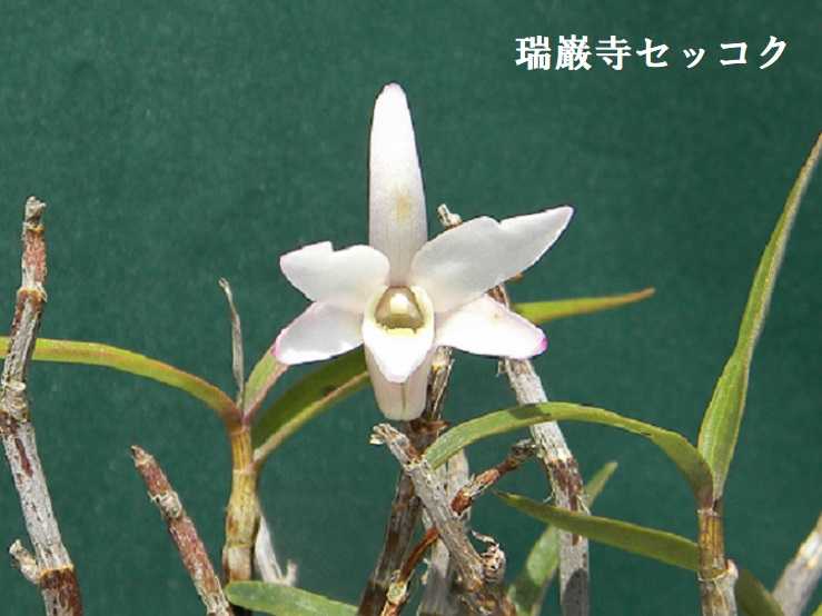 セッコク第5回目の公開です。 撮影日4/28 | セッコク花工房 八竜園 - 楽天ブログ