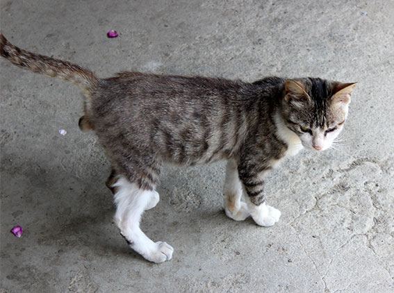 我が家のニャンコ♪2014/05/22-3