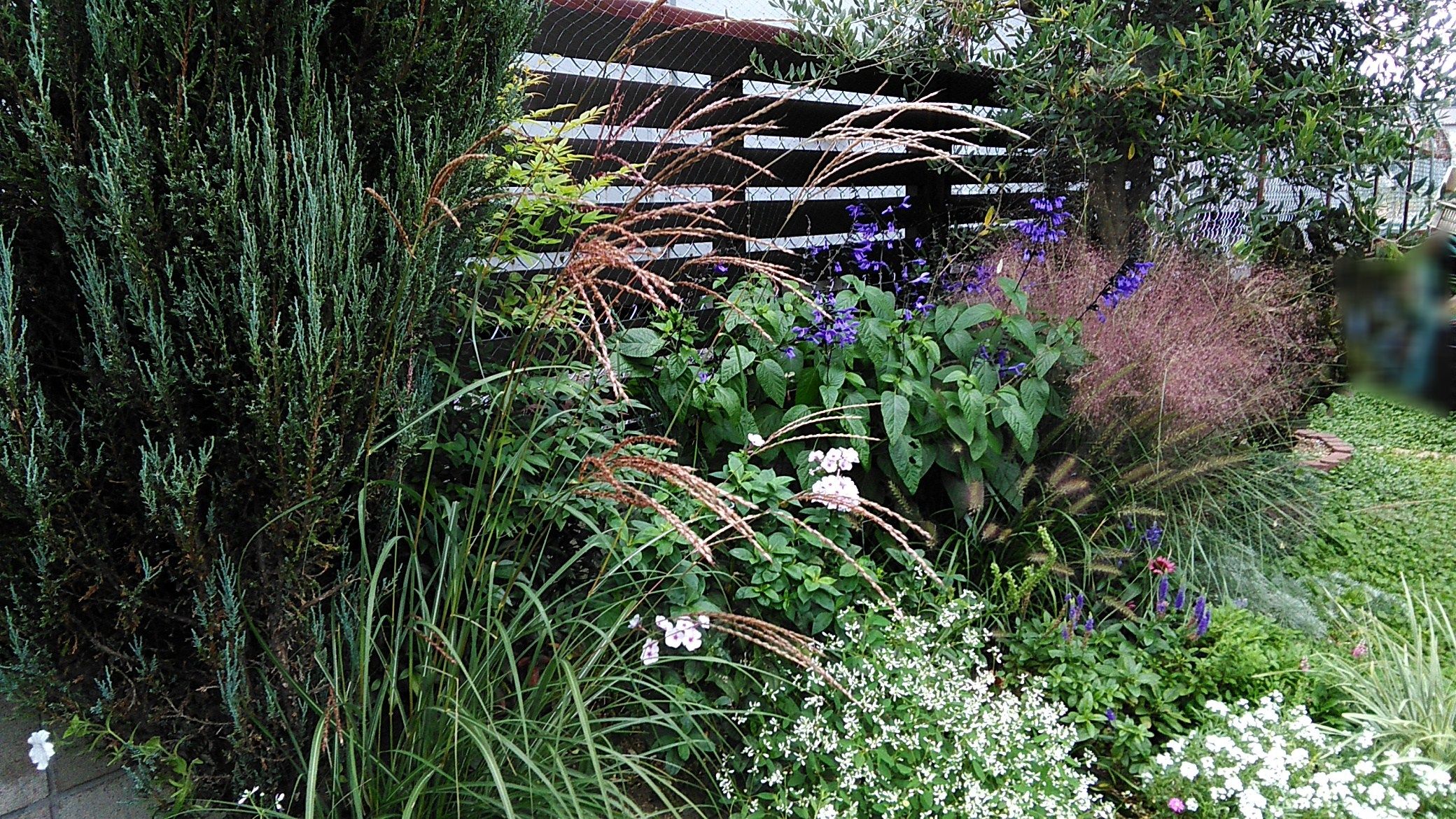 輝くシマススキの穂 Miraiの庭 つれづれに 楽天ブログ