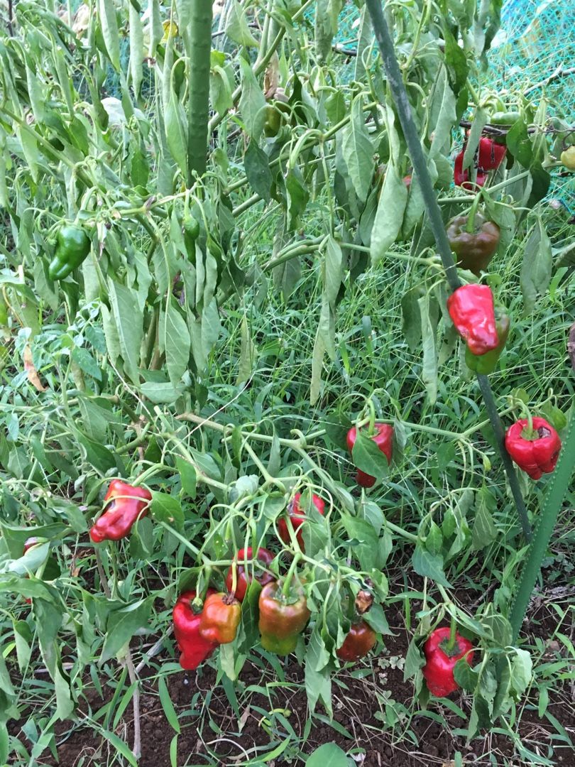 ピーマンが急に萎れてしまいました 白絹病 植物が大好き 日々の雑感 楽天ブログ