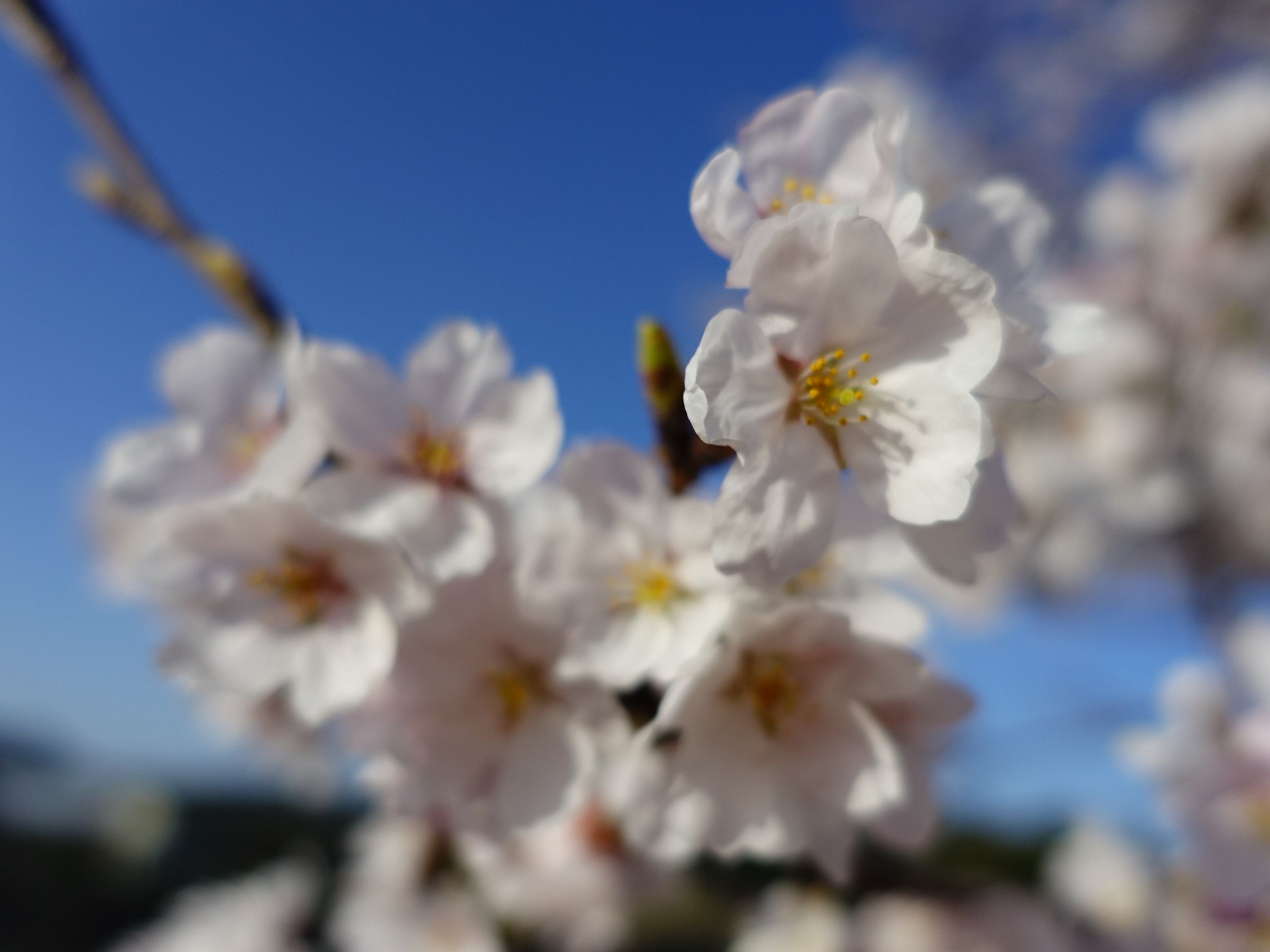 滋賀県野洲市北櫻 さくら緑地 桜満開 奥様はネットショッピングがお好き 楽天ブログ
