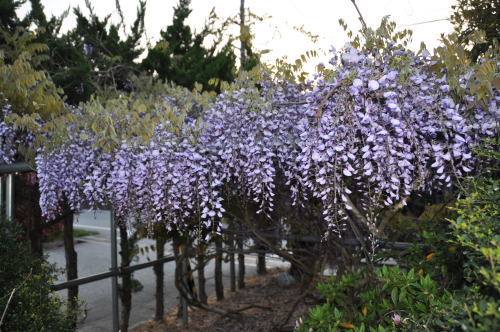 藤の花