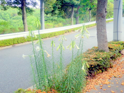 歩道で咲くタカサゴユリ