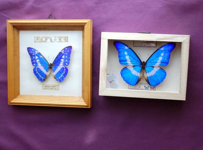 ☆ヤフオクでヘレナモルフォ蝶1頭を落札、23,000円よりお安く ☆ヤフオクでヘレナモルフォ蝶1頭を落札、23,000円よりお安く