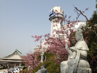 cyoujuintokawazuzakura.jpg