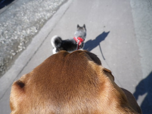 きちんと歩きなさい!!