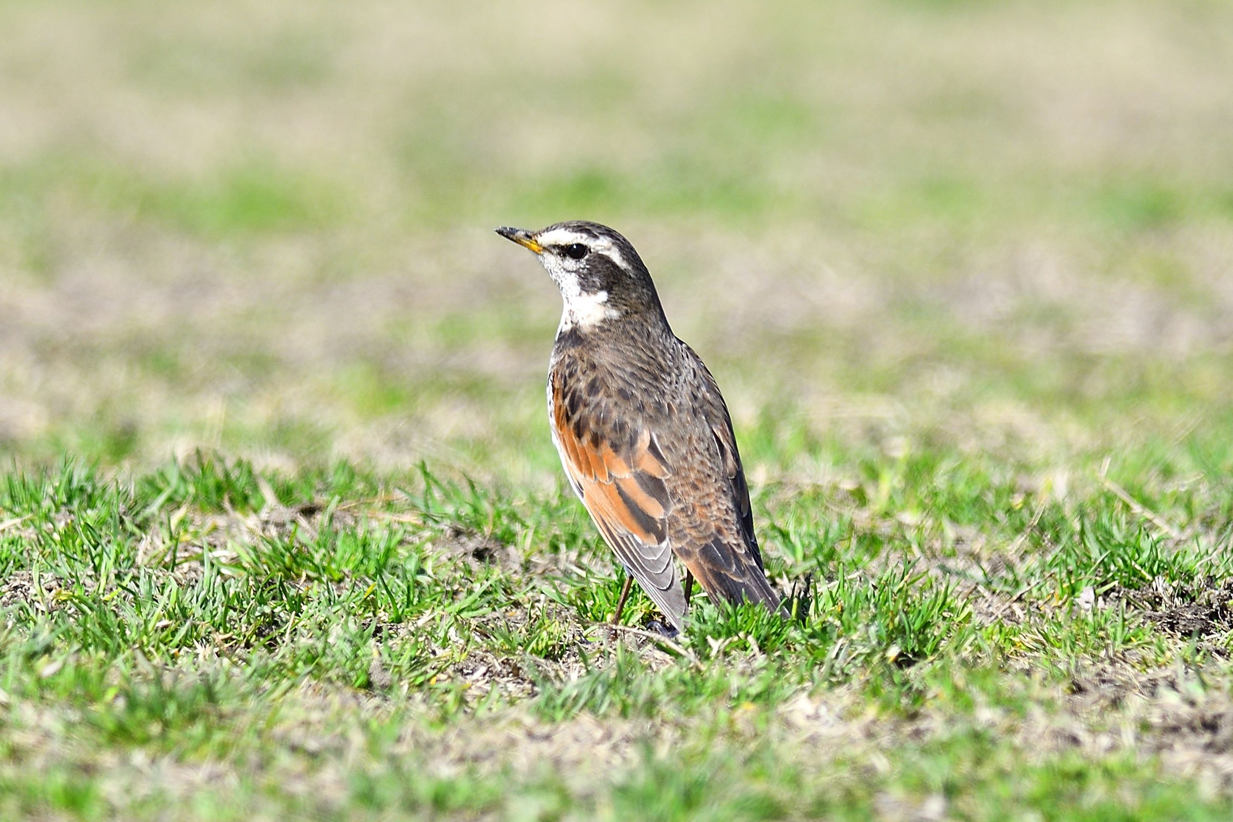 野鳥探訪 初遭遇の鳥さん クロツグミ をupする W 野鳥との日常生活を綴る 楽天ブログ