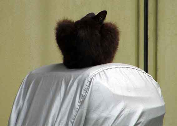 我が家のニャンコ♪2016/6/7-3