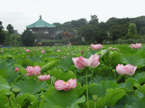 上野不忍池の蓮の花 リッキー ノエルの部屋 楽天ブログ