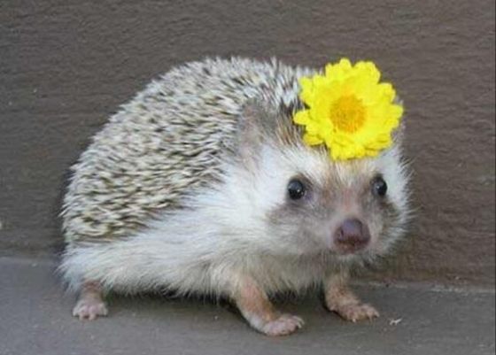 画像はイメージです