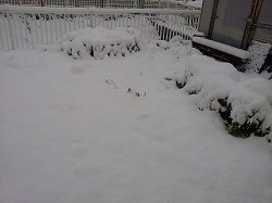初雪