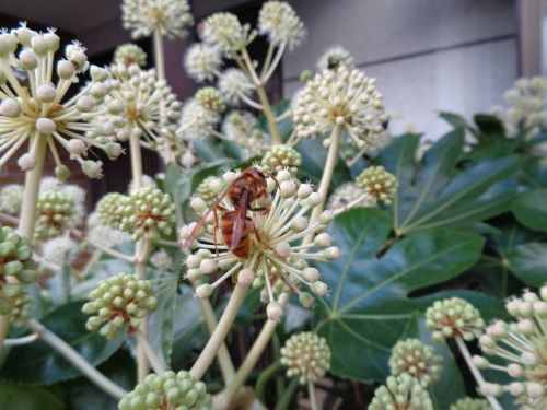 ヤツデの花に虫が戯れて 画像付 諏訪湖のほとり 山岡弘道ノート 楽天ブログ