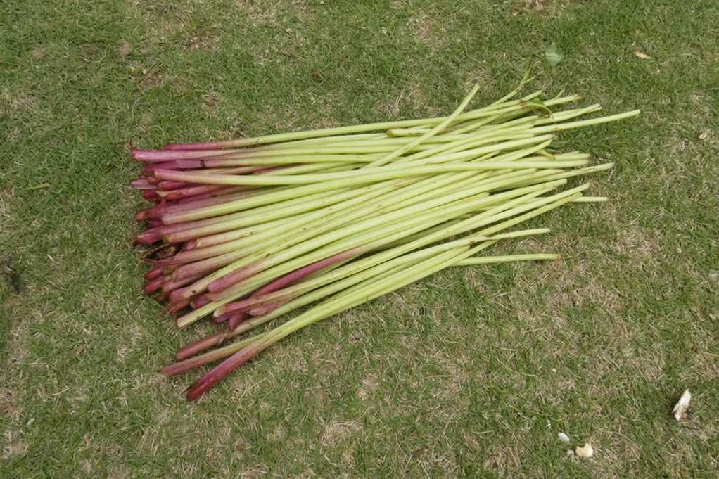515