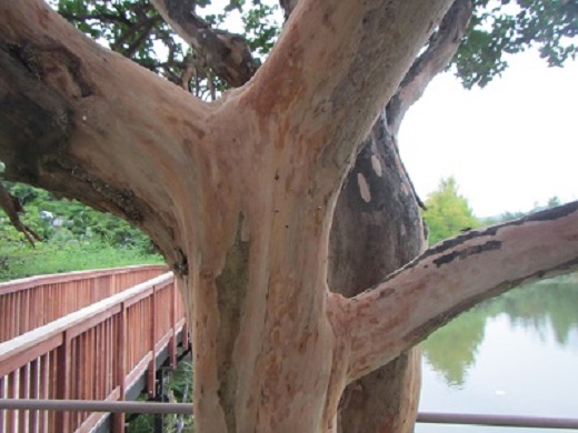 公園９木.jpg
