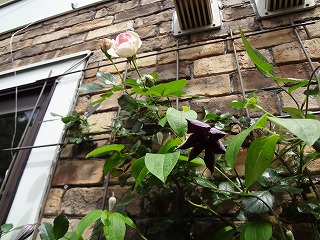 DSC00969.jpg